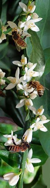 flowers & bees-vertical